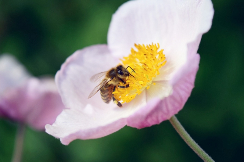 Čebele in njihov izjemen doprinos